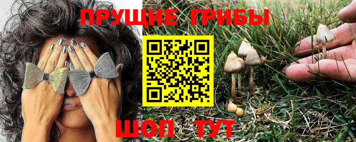 магазин  наркотиков  Галлюциногенные грибы MAGIC MUSHROOMS  Псилоцибиновые грибы Cubensis  Вход с VPN  Качканар 